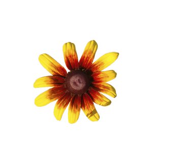 çiçek rudbeckia beyaz bir arka plan üzerinde