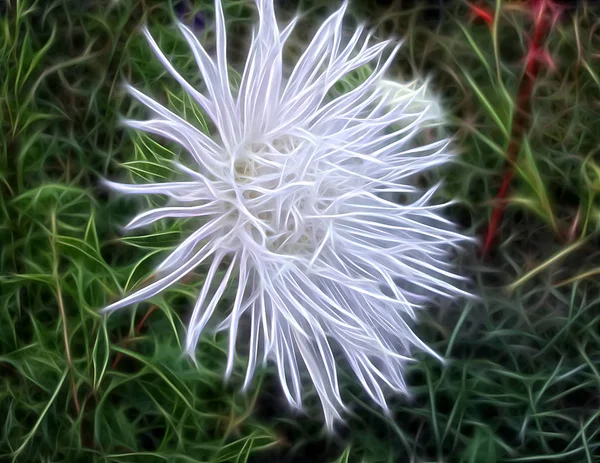 Imagem fractal de uma flor de jardim branca - crisântemo — Fotografia de Stock