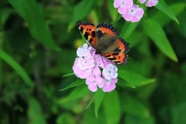 Butterfly Urticaria and Pink Flower — Stock Photo, Image