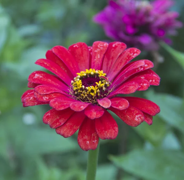 勃艮第花园花卉津尼亚优雅 — 图库照片