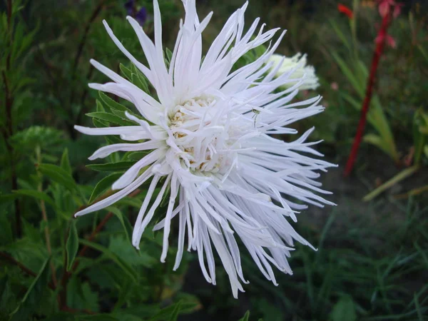 白色菊花花园花 — 图库照片