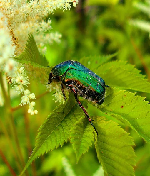 Green beetle Listoed — Stock Photo, Image