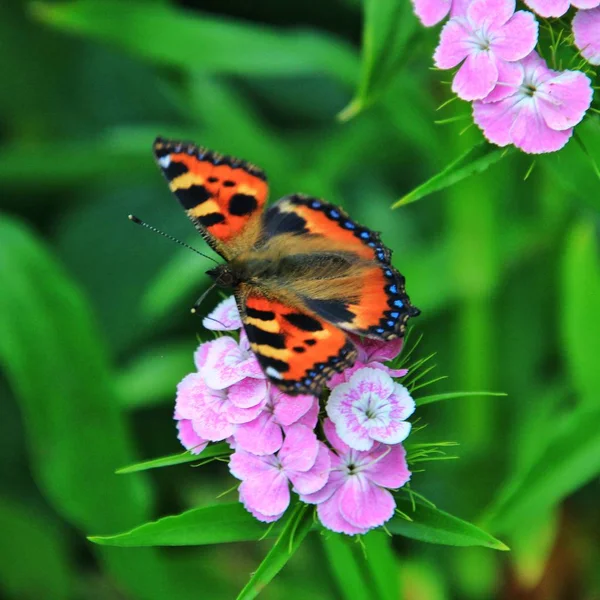 Butterfly Urticaria and Pink Flower — Stock Photo, Image