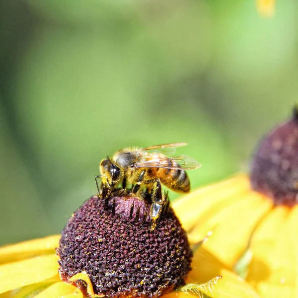 Bi på en gul trädgård blomma — Stockfoto