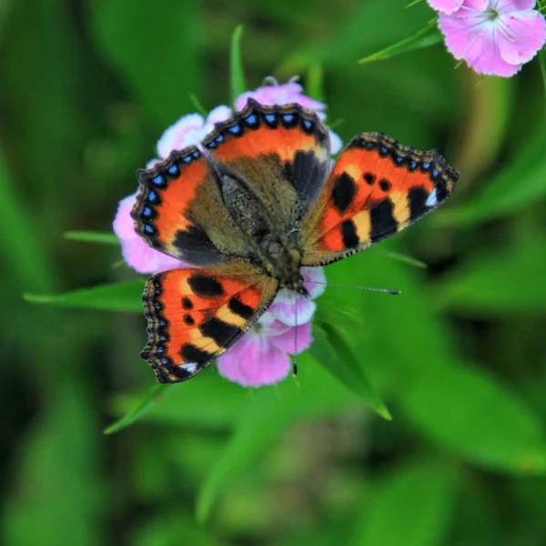 Butterfly Urticaria and Pink Flower — Stock Photo, Image