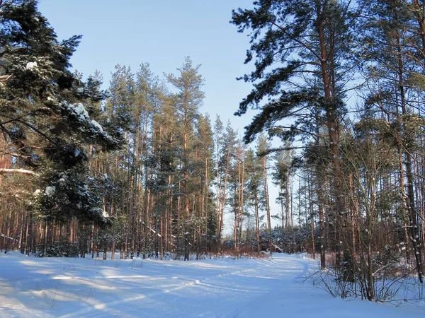 Χειμερινό τοπίο σε ένα πευκόφυτο δάσος — Φωτογραφία Αρχείου