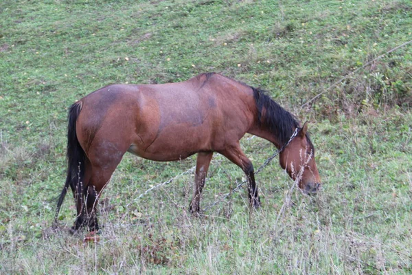 Caballo pastando en un prado verde —  Fotos de Stock