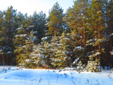 çam ormanı içinde kış manzarası