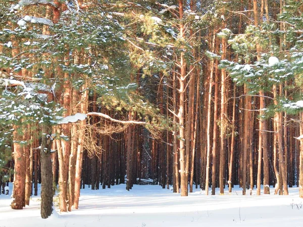 Прогулка по зимним сосновым лесам России — стоковое фото
