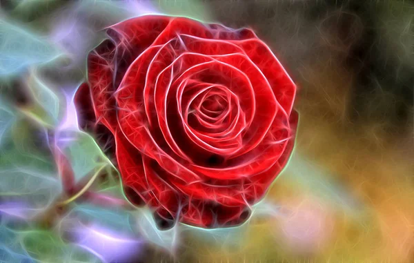 フラクタルの赤いバラ — ストック写真