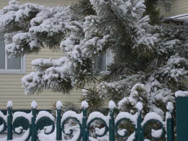 Snow covered snow fir and fence — Stock Photo, Image