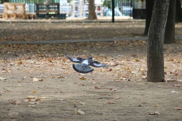 Holubi se vznáší nad zemí — Stock fotografie