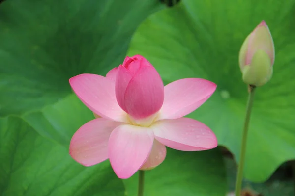 Lotus blomma på en bakgrund av gröna blad — Stockfoto