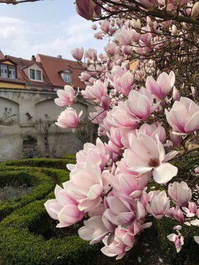 rahat bir bahçede büyük manolya çiçekleri