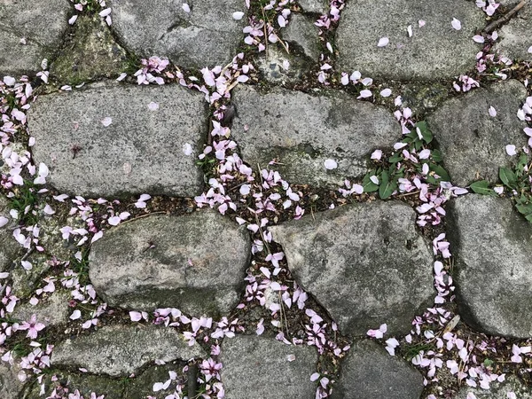 사쿠라 꽃잎에 돌 배경-2 — 스톡 사진