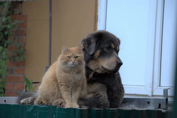Дружба кошки и собаки — стоковое фото