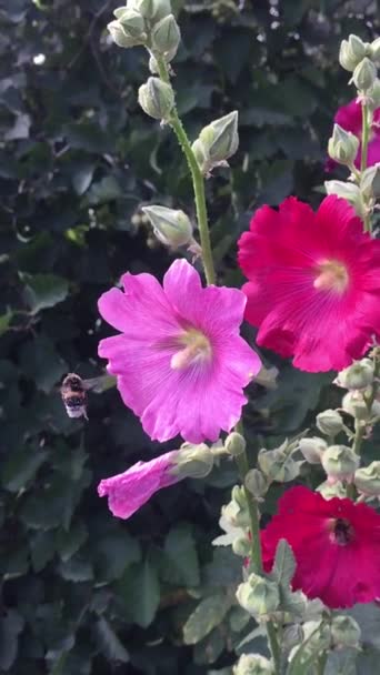 Summer Flight Bumblebee — Stock Video