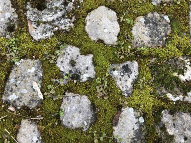 arka plan yapısı taş ve yosun-01 bir arada