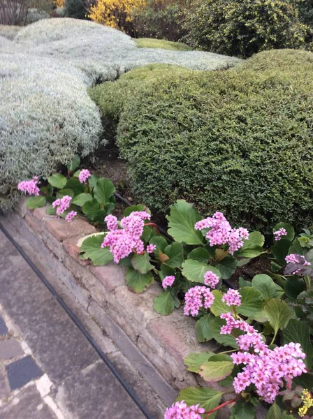 Frühlingslandschaft mit Blumen — Stockfoto