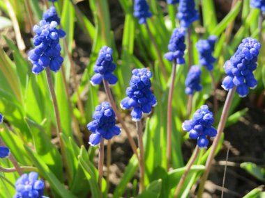 ilk bahar çiçekleri-sümbüller