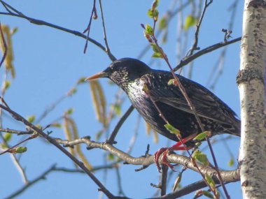 Starling dal üzerinde oturur