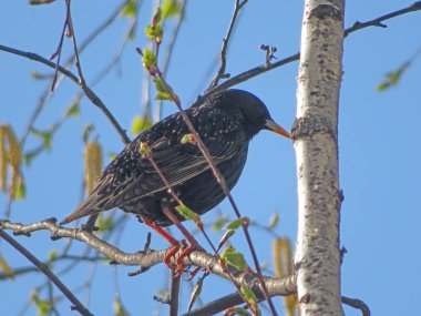 Starling dal üzerinde oturur