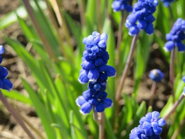 ilk bahar çiçekleri-sümbüller
