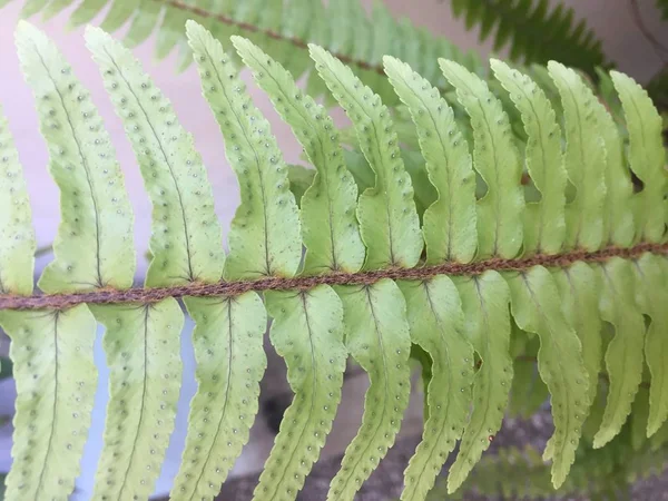 Зеленый цвет - структура папоротника — стоковое фото