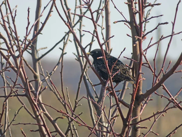 Estornino se sienta en una rama en primavera — Foto de Stock