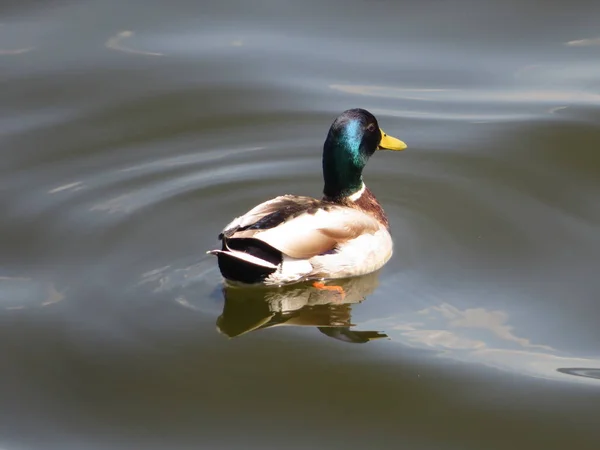 Canard flottant dans l'eau de la baie — Photo