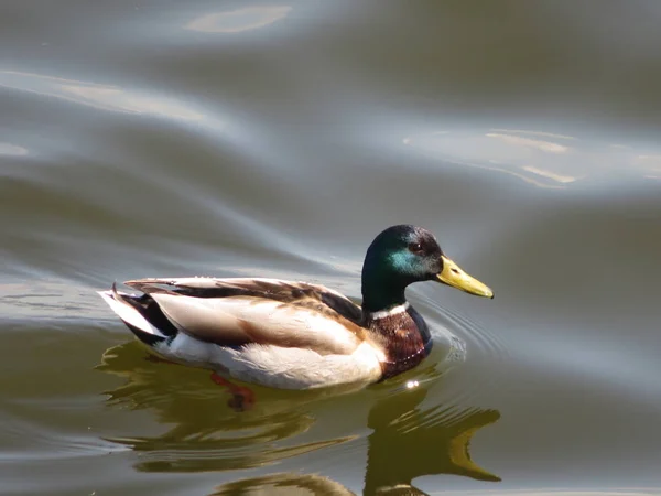 Eend drijvend in het water van de baai — Stockfoto