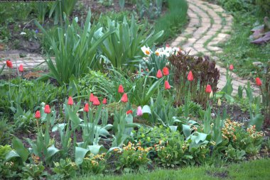kırmızı lale ler ve bir geçit ile bahar bahçesi