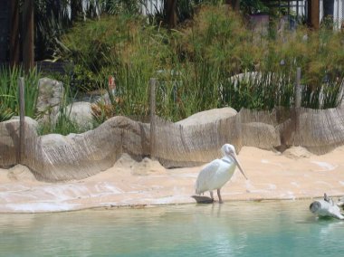 Pelikan denizin kenarında
