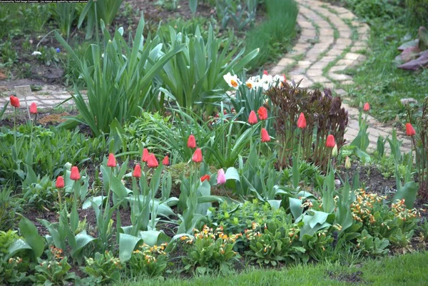 Jarní zahrada s červenými tulipány a lávkou — Stock fotografie