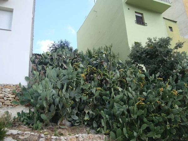 Cactus verdes en la ciudad —  Fotos de Stock