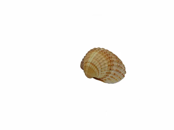 Sea shell on white background — Stock Photo, Image