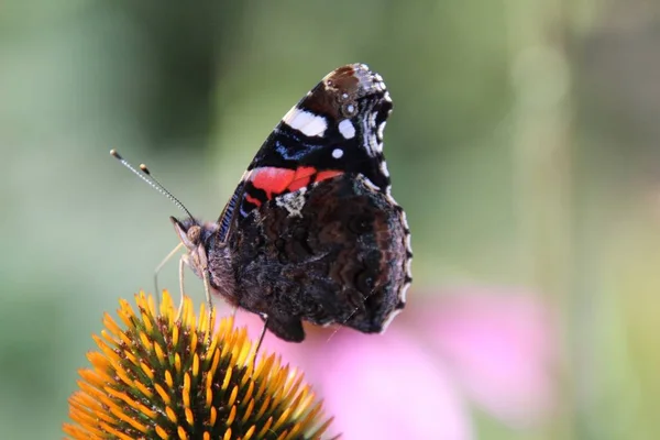 Ο Ναύαρχος πεταλούδα κάθεται πάνω σε ένα λουλούδι — Φωτογραφία Αρχείου