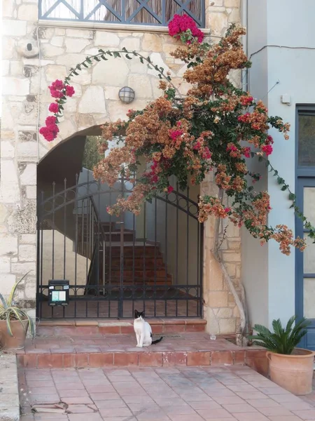 El gato está sentado a la entrada de la casa — Foto de Stock