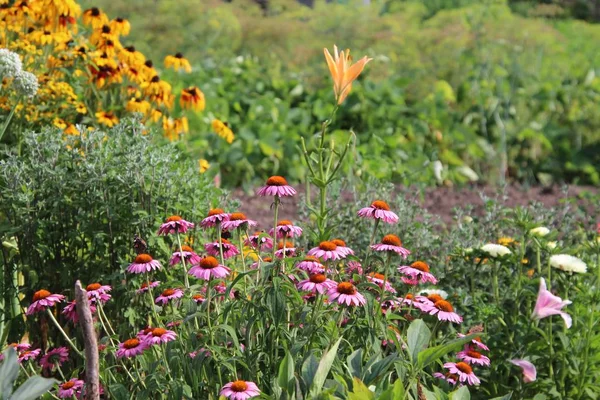 Gartenlandschaft mit verschiedenen Farben — Stockfoto