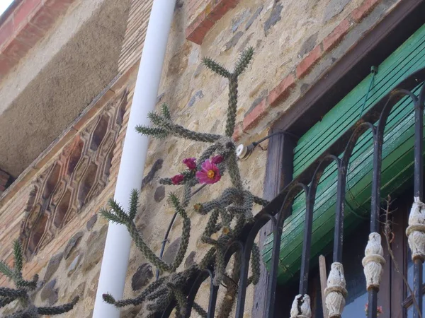 Кактус цвіте біля вікна — стокове фото