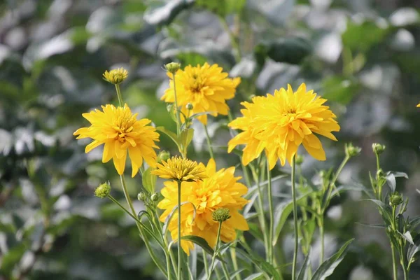 Chryzantéma je rod jednoletých a vytrvalých bylin z čeledi Astrovye — Stock fotografie
