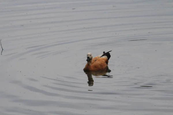Утки, купающиеся в воде пруда в Царицыно, Москва — стоковое фото