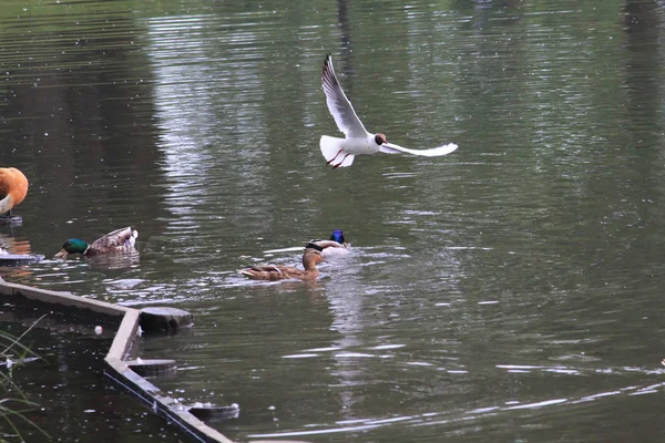 Gaivotas e patos na lagoa em Tsaritsino, Moscou — Fotografia de Stock