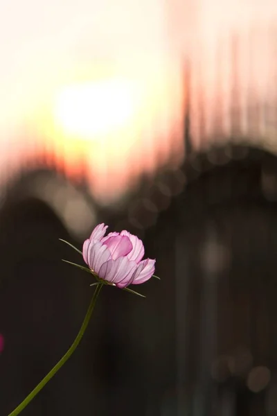 Flor elegante contra o pôr do sol — Fotografia de Stock