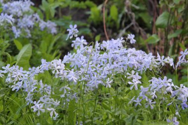 köy bahçesinde çiçekler