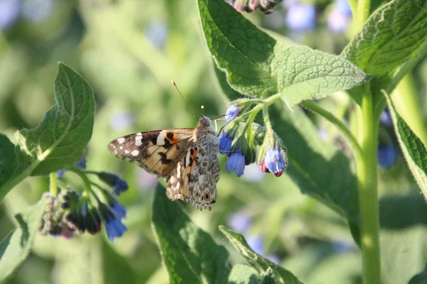 Burdock - butterfly in the garden — Stock Photo, Image