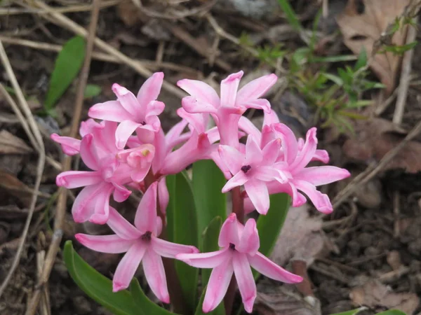 Pink Hyacinth - Rain Flower