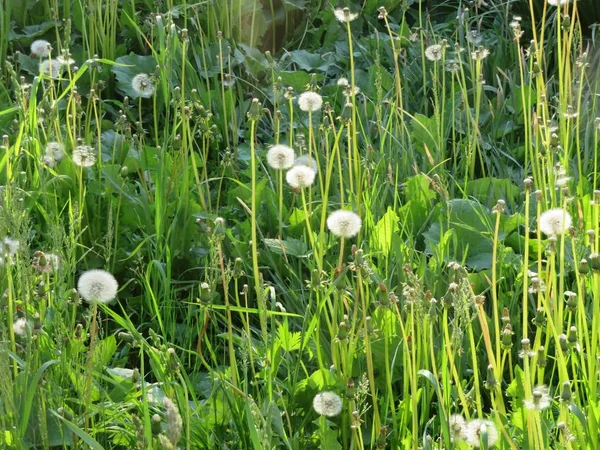 Dandelii na zelených travních polích — Stock fotografie