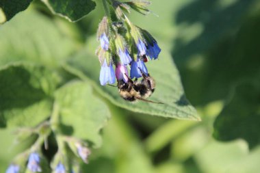 bumblebee bir bahçe çiçek bal toplar