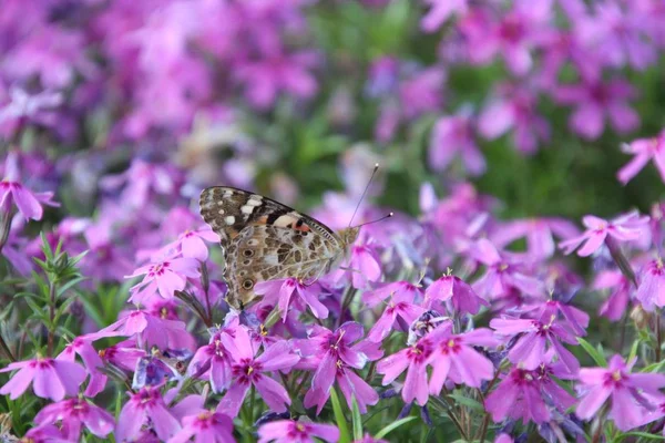 Burdock - a day butterfly in a flower garden — Stock Photo, Image